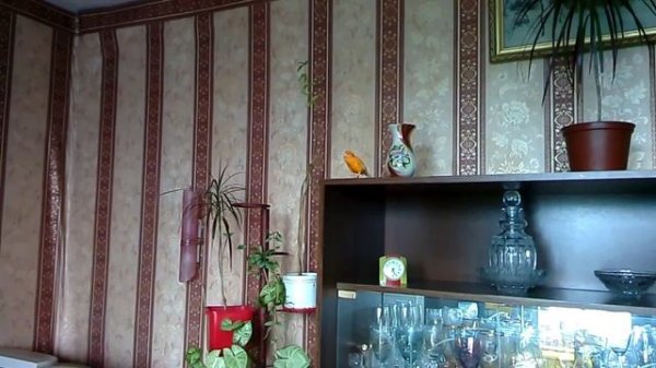 Кенар поёт canary