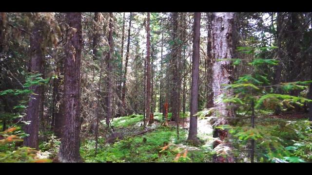 Village - Sony A7 III video test смотреть онлайн
