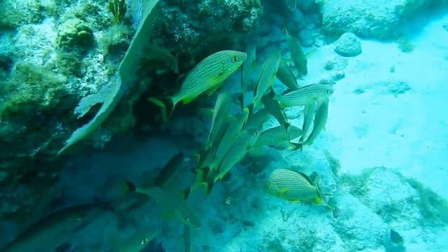 Caribbean fish: BLUE STRIPED GRUNT смотреть онлайн