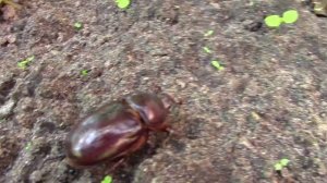 Навозный жук носорог