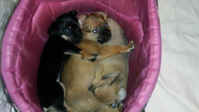 Щенки спят☺ так мило смотреть онлайн