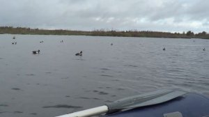 Охота на утку осень .Часть 8. Расстановка чучел