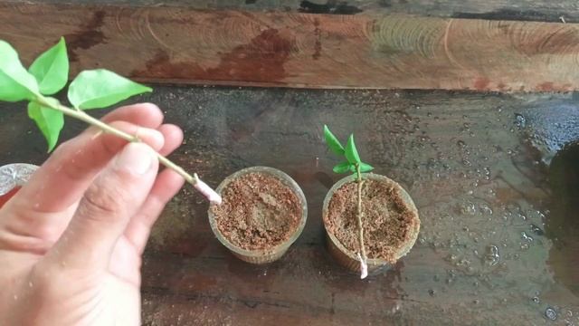 Bougainvillea cuttings | How to grow Bougainvillea from cuttings | bougainvillea plant propagation смотреть онлайн