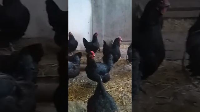 Австралорп чёрный смотреть онлайн