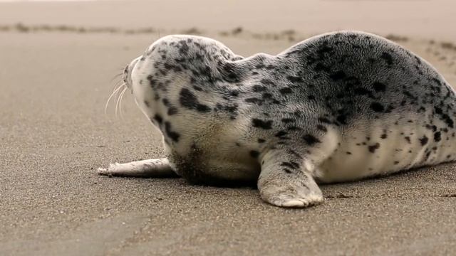 Маленький Тюлень познает мир смотреть онлайн