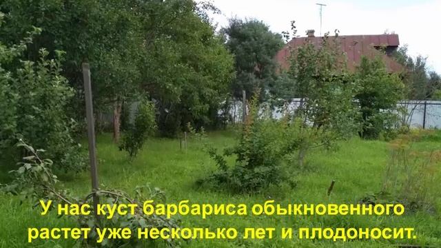 Желе: сладкие рецепты для всей семьи