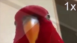 Красный Попугай МЕМ   СБОРНИК МЕМОВ