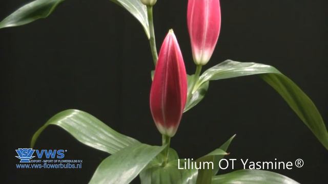 Lilium OT Yasmine® смотреть онлайн