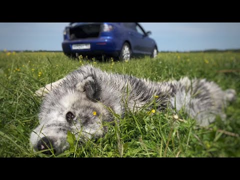 Счастливая прогулка акитоса смотреть онлайн