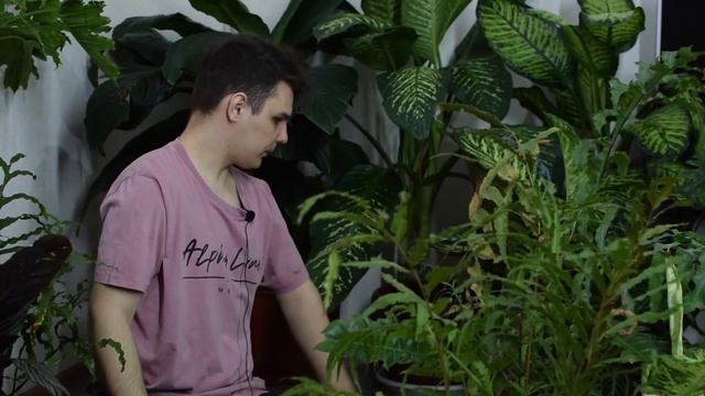Полный Обзор Растений в Спальне//Подоконник и живой уголок. смотреть онлайн
