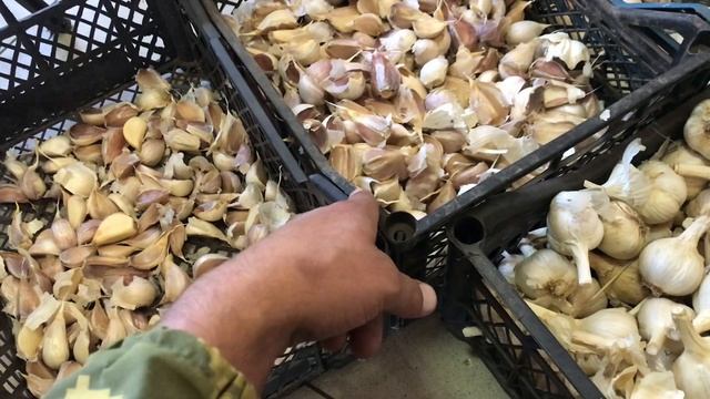ЧЕСНОК КАК БИЗНЕС. Подготовка чеснока ч1. смотреть онлайн