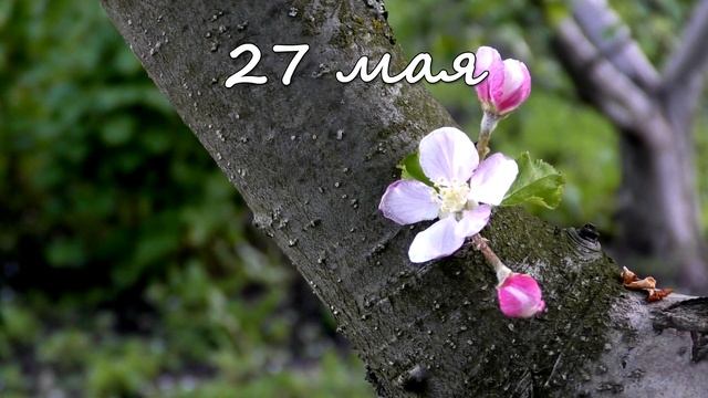 27 мая – именины сегодня отмечают смотреть онлайн