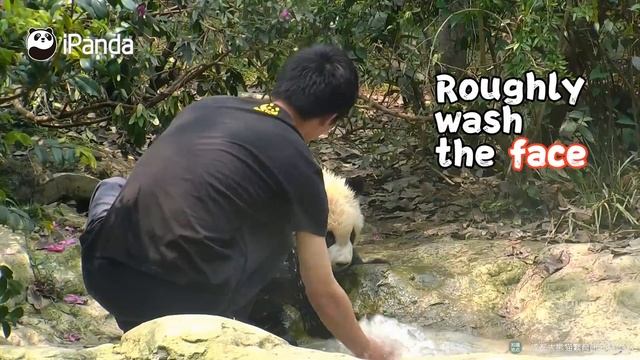 Warm & Sweet: Nannies Help Pandas Take Baths | iPanda смотреть онлайн