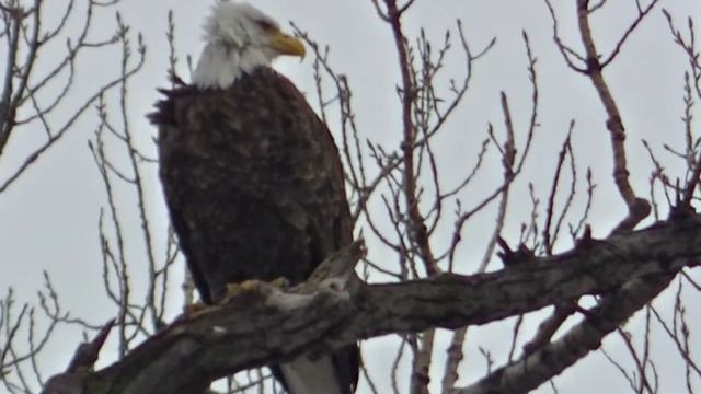 ПОСМОТРИТЕ КАКИЕ ПТИЦЫ США Птицы Америки смотреть онлайн
