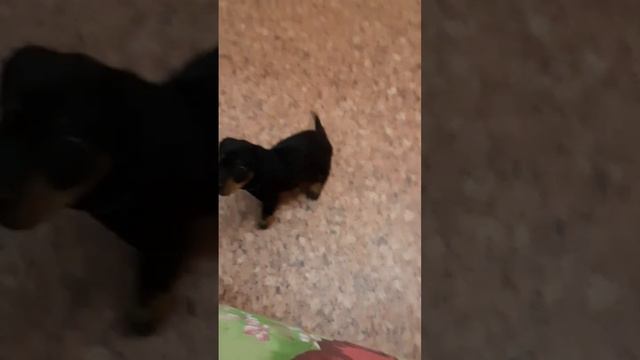 кргпм смотреть онлайн