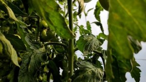 Сорт томата Де-барао гигант.