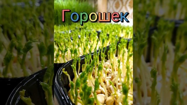 #микрозеленьабинск