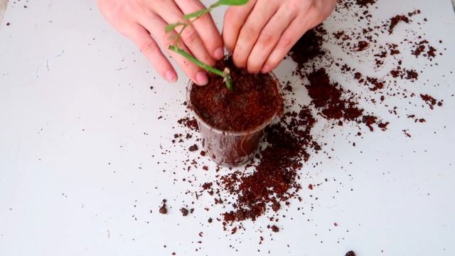 Unique idea : How To Cuttings Roses withTomatoes смотреть онлайн