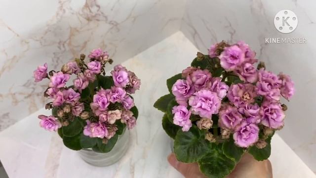 Sassy Sister Vs Sassy Sister Mini. Мини фиалки.