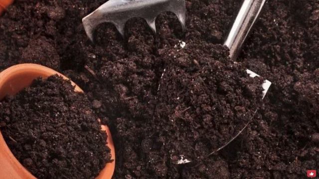 ЭУСТОМА. Секрет посадки! ВСХОЖЕСТЬ 100%! Когда сеять ЭУСТОМУ на рассаду? смотреть онлайн