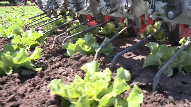 Механический контроль сорняков в производстве овощной продукции смотреть онлайн