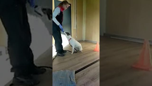 Chelsy sucht ihre Familie, sie ist 7 Monate alt, kastriert, gechipt, gesund. смотреть онлайн