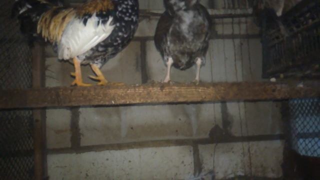 Русский королек порода кур у меня в хозяйстве. Описание и характеристика породы. 01.07.2020. смотреть онлайн