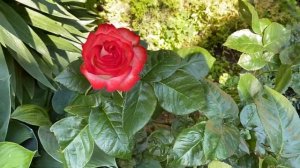 Роза чайно-гибридная ИГУАНА