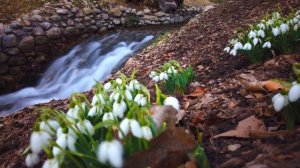 24 февраля (Власьев день.), что нельзя делать сегодня по народным приметам #приметынасегодня