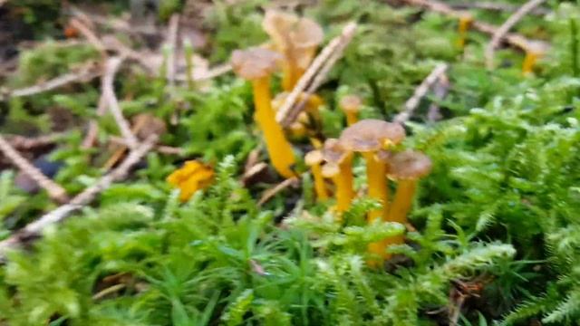 Edible fungi for beginners (Hedgehog fungi, Winter Chanterelle & Amethyst Deceiver) смотреть онлайн