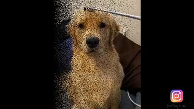 Настроение пса меняется за секунду. Причина такого поведения-обычная чесалка для спины. смотреть онлайн