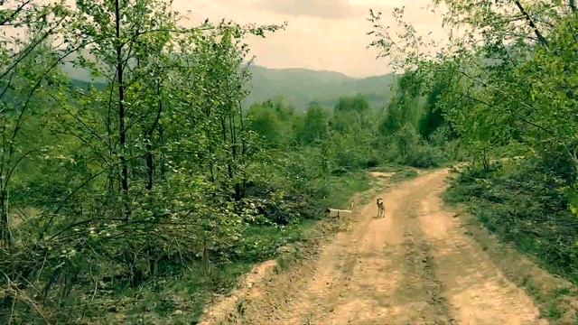 В горы на моноколесе. Спуск ч. 2. Карпаты. 2019 год. смотреть онлайн