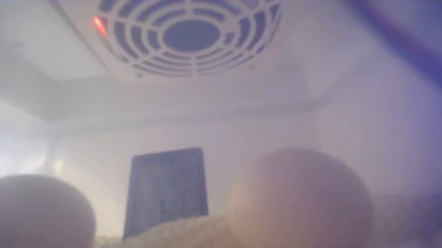 Chicks live hatching not yet tommorow but start the live tday смотреть онлайн