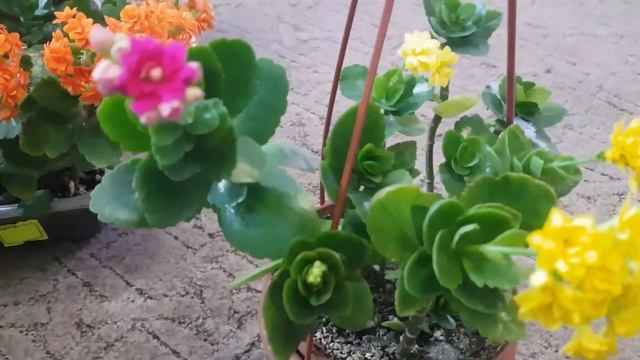 Дом в цветах// Как я заставляю цвести каланхое. смотреть онлайн