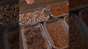 Набор для выращивания микрозелени My Greens, 5 культур. Инструкция выращивания.