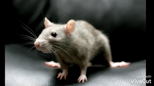 КРЫСЫ ДАМБО | ГРЫЗУНЫ | ДОМАШНИЕ ЖИВОТНЫЕ | смотреть онлайн