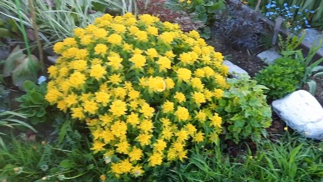 Молочай многоцветковый смотреть онлайн