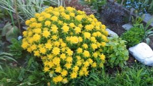 Молочай многоцветковый