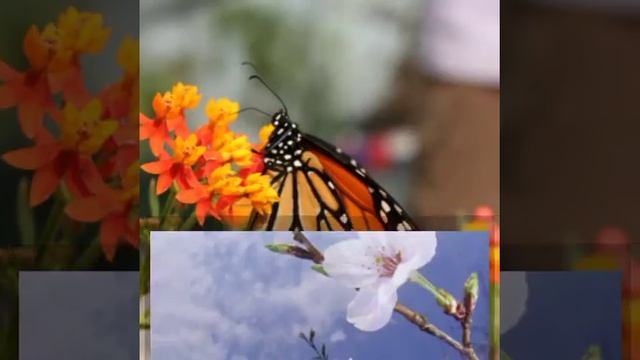 Топ красивых бабочек смотреть онлайн