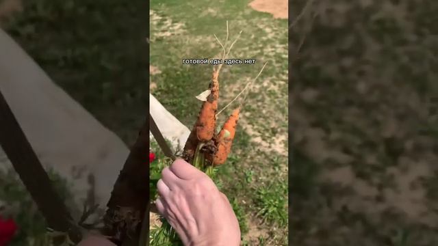 🥕морковь выращиваю только на еду #огород #урожай #дача смотреть онлайн