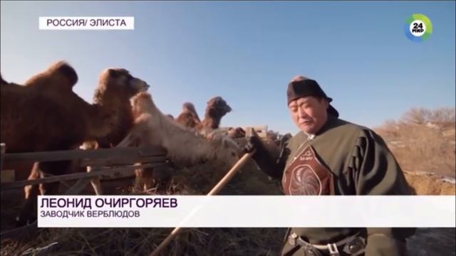 Караван идёт.Мы на мир 24💪 смотреть онлайн