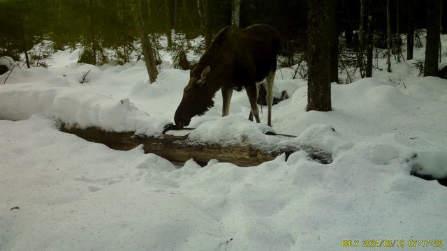 Фотоловушка Bolyguard SG2060-K #28 / Солонец №1 смотреть онлайн