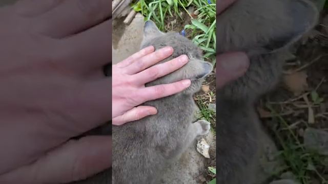 Как правильно гладить кота. Кот для отдыха, милый котик смотреть онлайн