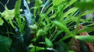 Болезни аквариумных рыб часть 3.(ихтиободоз, гиродактилёз, глюгеоз)