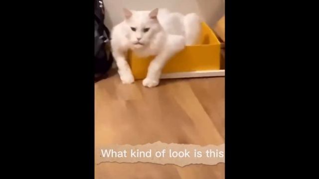 Лучшие смешные видео😻😹😹😹 с домашними животными в 2021 году смотреть онлайн