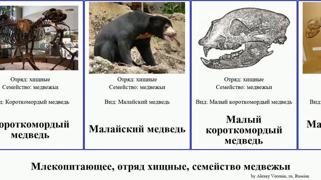 Млекопитающее, отряд хищные, семейство медвежьи медведь mammal Малый пещерный Большие Этрусский смотреть онлайн
