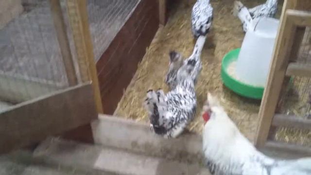 Аппенцеллер хохлатый серебристый. ЛПХ "ЗайКИ" Могилев Беларусь. Декабрь 2018.. смотреть онлайн