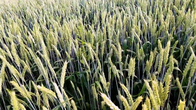 пшеница,, Баграт,, обзор семенного участка смотреть онлайн