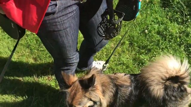 Наши милые питомцы, Далматин - Прю и дворянка - Софа. август 2017. смотреть онлайн