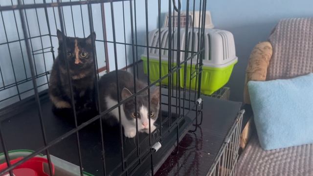 Видео для проекта «Наше Подмосковье»